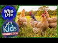 Chicken Care and Hatching Process