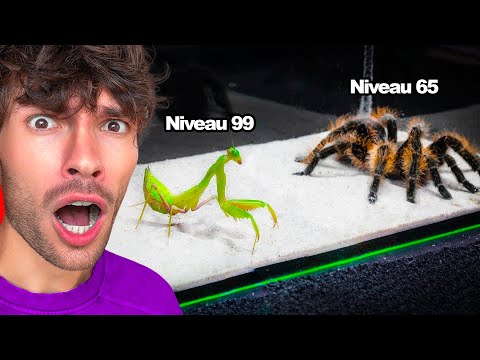 LES INSECTES LES PLUS DANGEREUX DU MONDE..