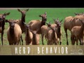 Wildlife Prairie Park: Herd Behavior of Bison and Elk