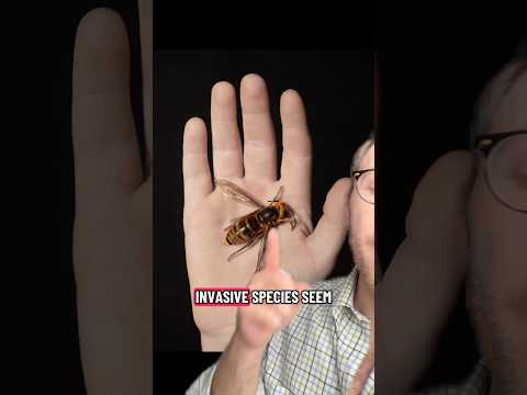 Invasive Species FROM North America