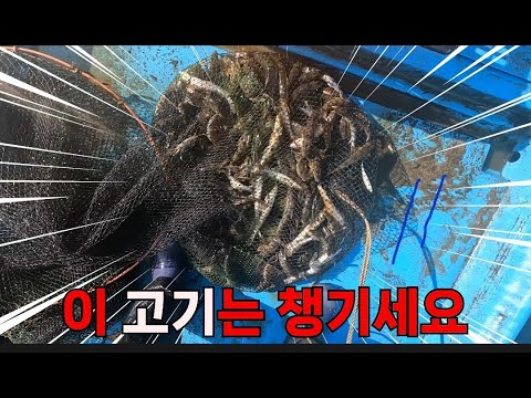 이렇게 생긴 고기는 무조건 챙기세요! 어부가 추천하는 어종!