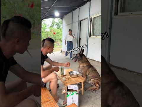 The dog is not my business, but it's good that I run fast and don't raise a dog. I don't know th