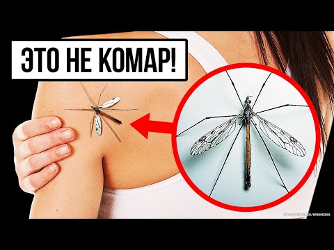 Не давите эту букашку, если встретите ее!