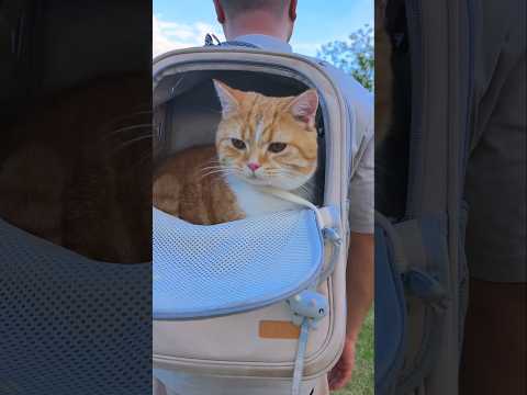 Wow! That's one safety-conscious cat. #catvideos #cat #shorts #kitten #kitty #cutecat #catlovers