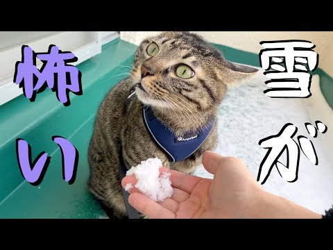 雪が降ったので雪を近づけてみると怖くて顔をそむける猫