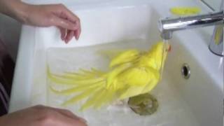 Ringo the Indian Ringneck Parrot splashing around in a bath