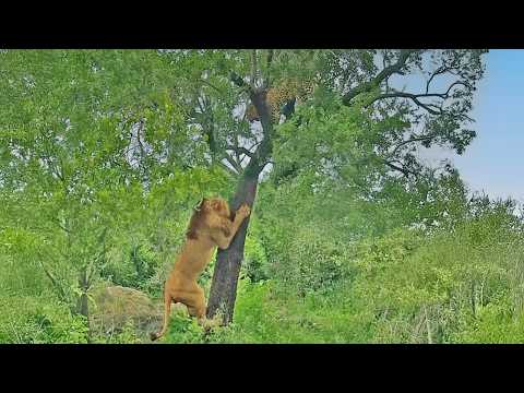 Leopard Drops Lion a Bone after it Struggles to Reach the Food