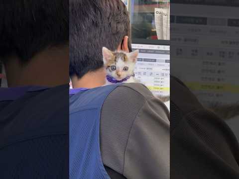 고양이 데리고 출근한다고 잔소리 하던…사장님!!!???