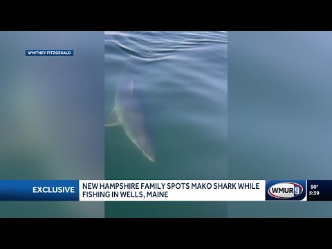 YouTube video thumbnail: New Hampshire Family Spots Mako Shark While Fishing in Wells, Maine