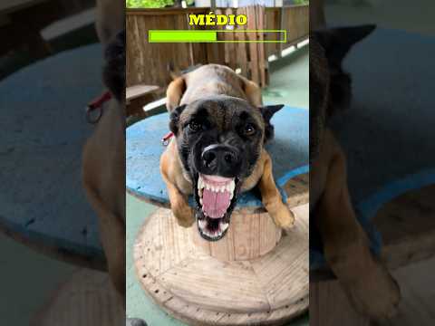 CÃES BRAVOS!!