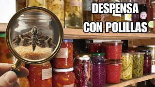 Palomillas o Polillas de alacena. INSECTOS PLAGA en casa 🔬