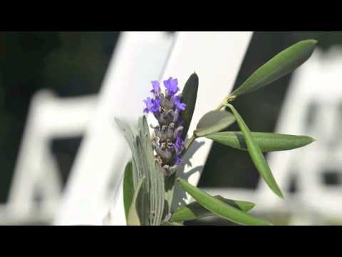 Le Gemme di Artemisia cooking school, weddings and accommodation