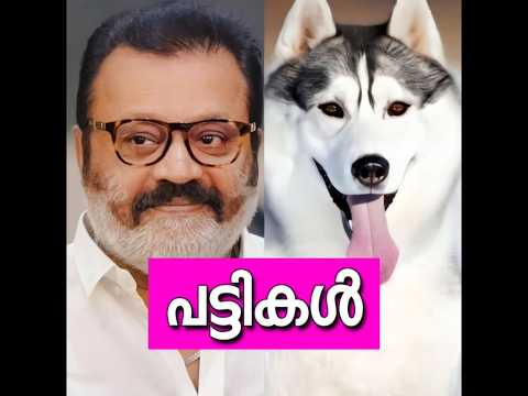 മലയാള നടന്മാരുടെ പട്ടികൾ😱വില കേട്ടാൽ കിളിപോകും😵DOGS OF MALAYALAM ACTORS