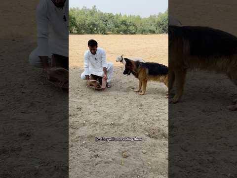 This video is for those who ask for gifts of pets #iraniteetar #teetarkiawaz #germanshepherd