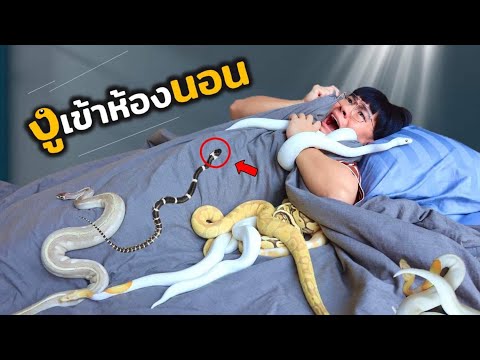 งูเข้าห้องนอน จนต้องหนีออกมานอกห้อง!! ลองใช้ชีวิตกับงู 1 วัน!!