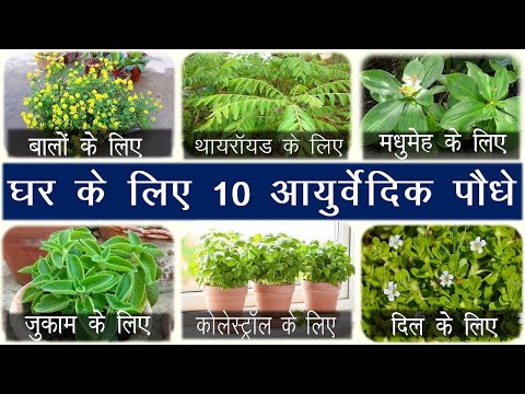 घर के लिए 10 आयुर्वेदिक पौधे Basic medicinal or Ayurvedic plant you must keep at Home