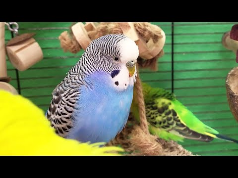 7 hours of budgie sounds for relaxation