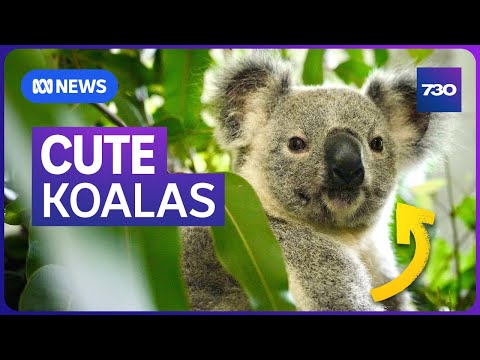 YouTube video thumbnail: Researchers Have Great Success in the Fight to Save Koalas