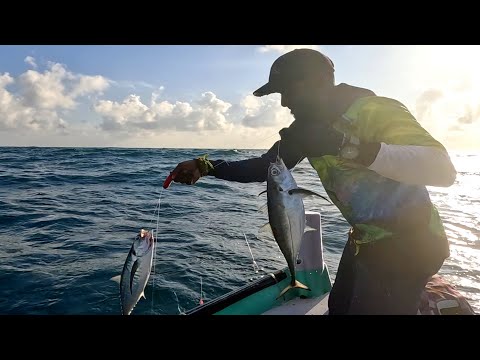 Catching Plenty of Horse Mackerel in the Sea