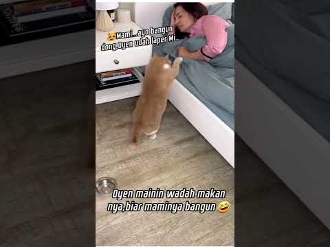 Oyen mau makan nih mami, ayo bangun 🤣 #trending #cat #funny #kucinglucu #catlover #viralshorts #fyp