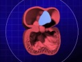 Atrial Septum Formation Concepts