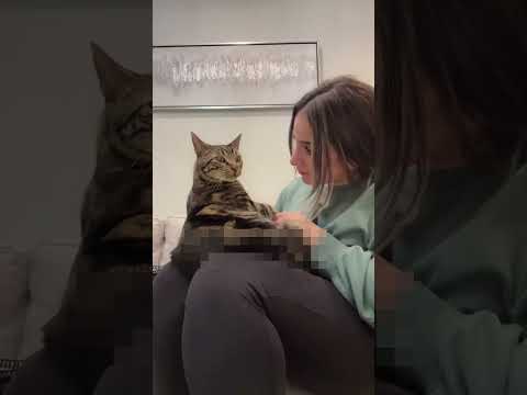 人間の赤ちゃんみたいに抱っこを求める猫