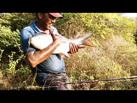 AMAZING FLOAT 🎣 FISHING TECHNIQUES FISHER MAN CATCHING BY SINGLE HOOK BIG ROHU FISHES