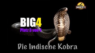 Big4! Die tödlichsten Schlangen - Platz 3: Die Indische Kobra (Naja naja) Wußtest Du... #8