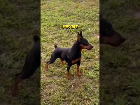 O REAL SHAPE DE UM PINSCHER! | wildboppre #shorts