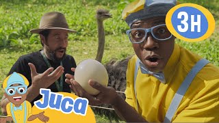 Juca acha um ovo de avestruz 🥚 HORA DO JUCA BRASIL! | Vídeos Educativos para Crianças