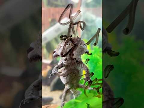 #shorts #viral #youtube #tranding #funnypets #cuteanimals #axolotl #cute #pets #foryou #viralvideo