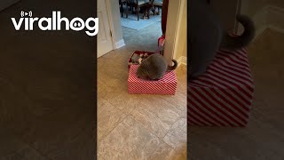 Cat Tests Christmas Presents Structural Integrity || ViralHog