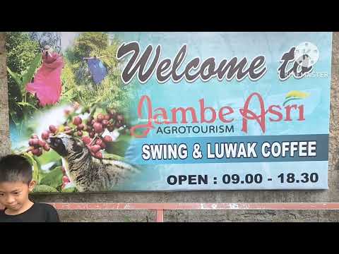 Menikmati Secangkir Kopi Luwak Swing dan Luwak Coffee Jamber Asri