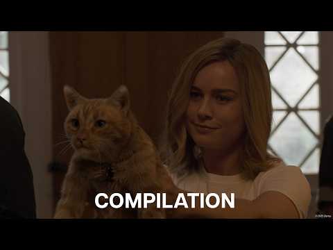 Animals of The MCU | Compilation