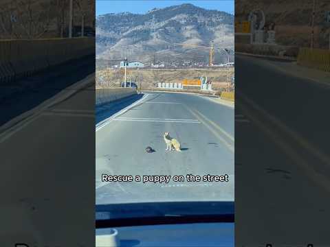 They meet two new friends between the road #animallovers #pets #cat #dog