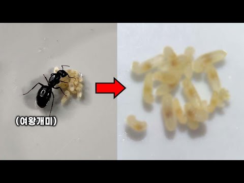 여왕개미가 품고 있는 물질의 충격적 정체 ㄷㄷ (알 아님)