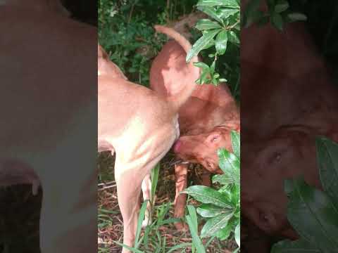1Md #like #animals #gsds #danslabulledecali #animation #cute #doggielife #nature #beautiful #fyp