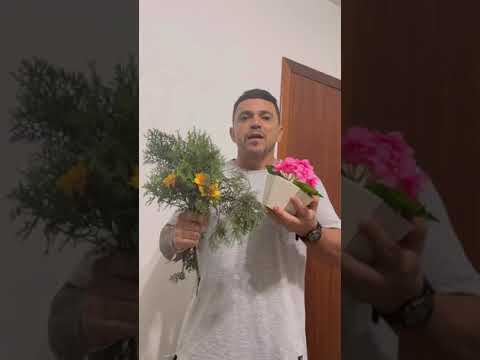 Trolei jojo , levando flores para a ex no cemitério