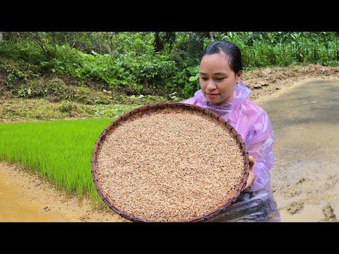 20 Day Seed Germination Process - Cooking On The Farm | Lý Thị Ca