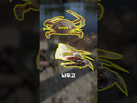 작년 화제였던 이태리 푸른꽃게 근황