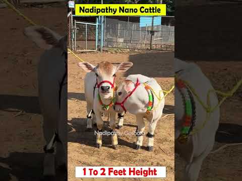 😍 1 To 2 feet height cattle😘 shortest cows breed #youtube #viral #reels #miniature #trend #youtube