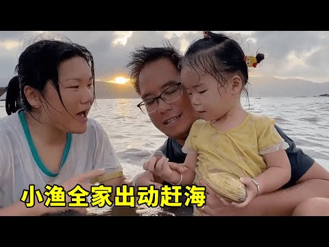 小渔全家出动赶海，贝壳捡了满满一桶，全家人都非常兴奋！【渔小仙】