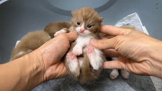 What's the REAL Secret to Raising Adorable MEOW KITTENS