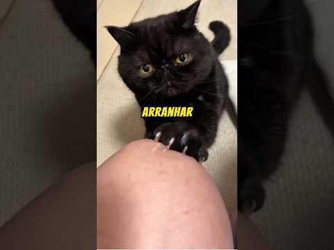 Por que os gatos ARRANHAM as pessoas?