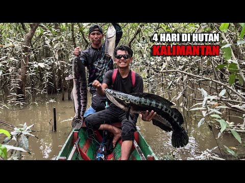 4 HARI BERBURU DI DALAM HUTAN KALIMANTAN KETEMU HEWAN LANGKA DAN DAPAT BANYAK IKAN😅 #bocahpecicilan