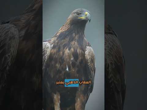 العقاب الذهبي:😳😱 سيد الطيور في السماء وأخطر صيّاد في عالم الطيور