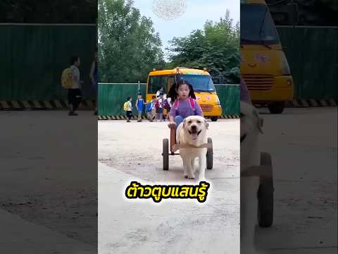ต้าวตูบแสนรู้