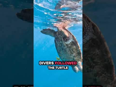 Turtle asks divers for help