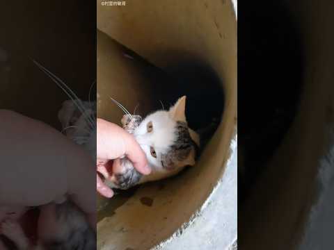 Mother Cat Rescues Her Kittens from Flood 🥹❤️