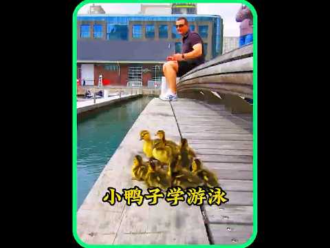 鸭妈妈带宝宝游泳，没想到小鸭子胆子太小，竟然坑惨老母亲 #animals #鸭子  #duck